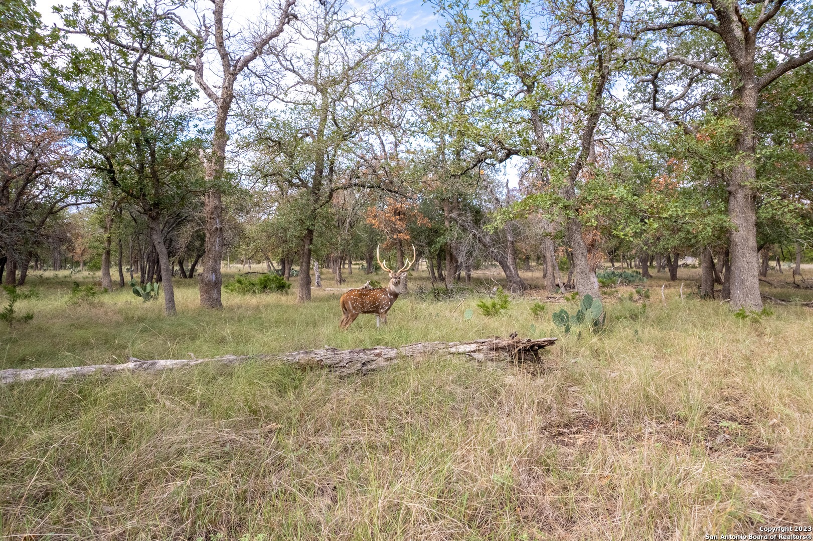 a view of a yard with a tree