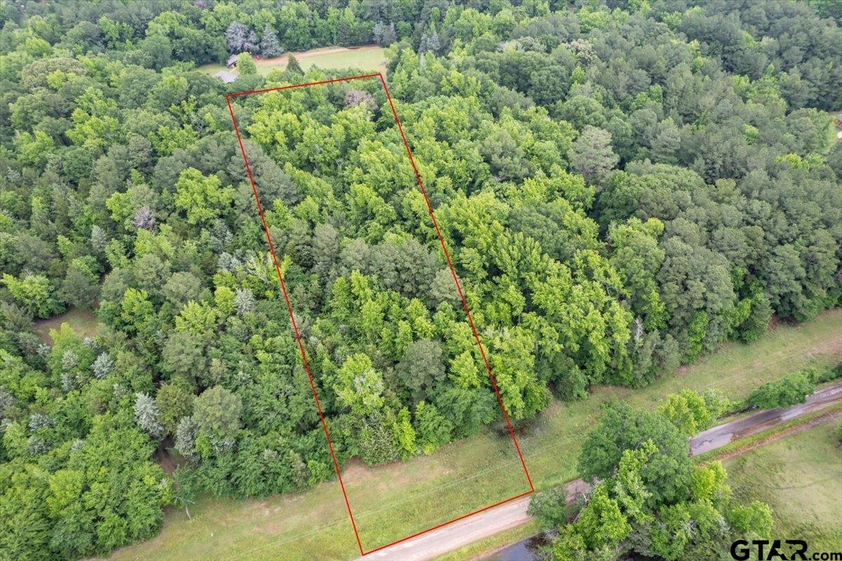 a view of a forest with a bench