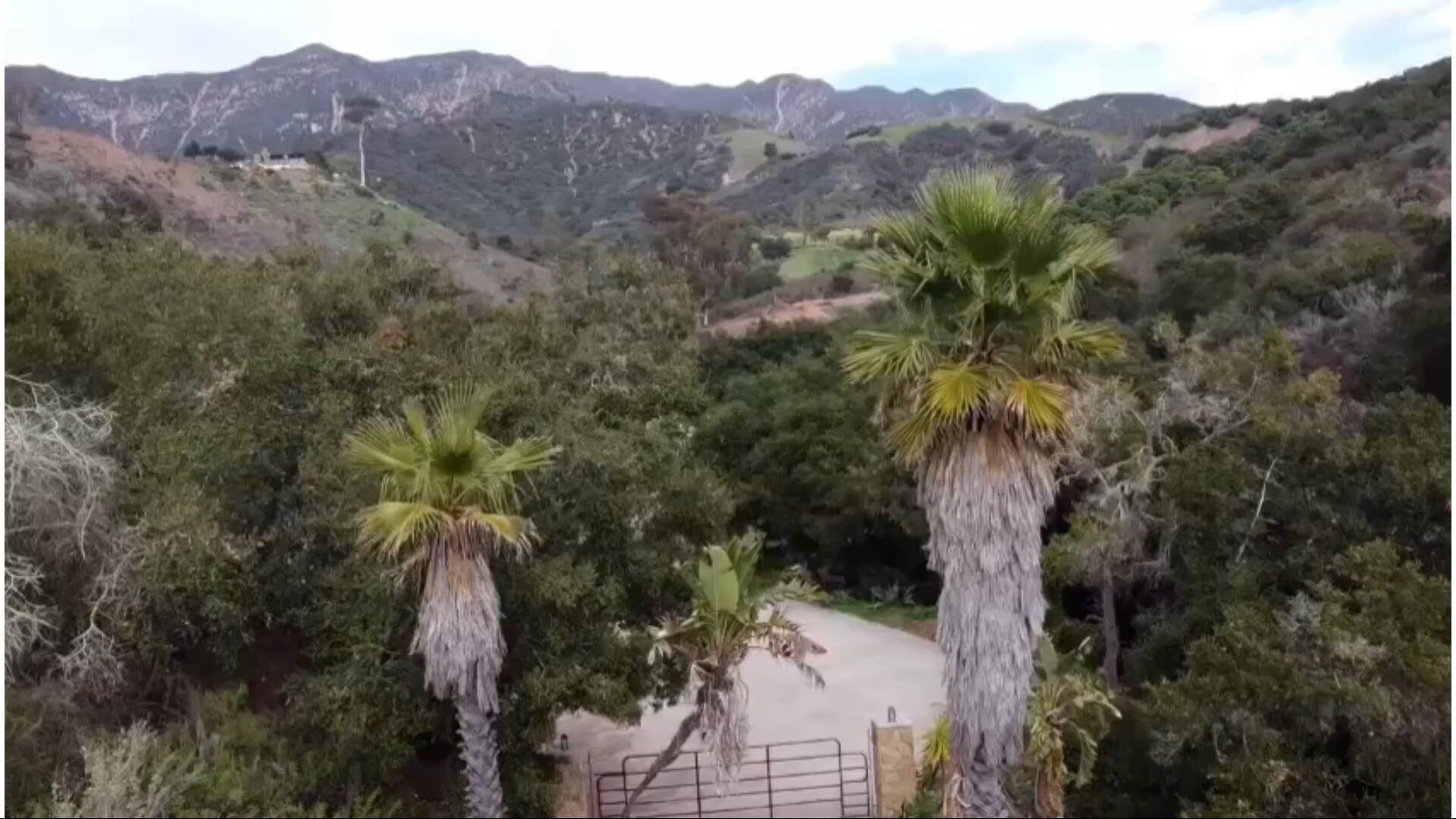 a view of a forest with a tree