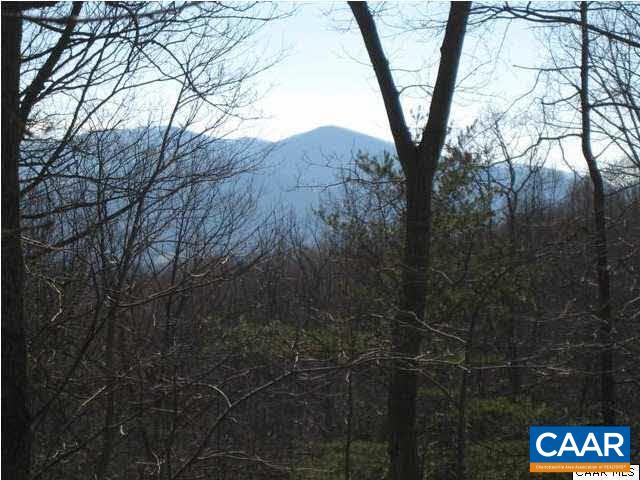 a view of a forest with a tree