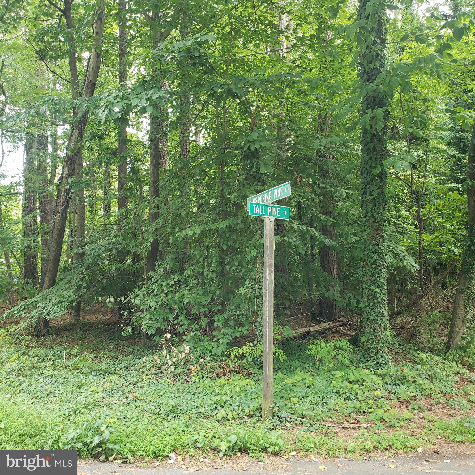 a view of a tree in a forest