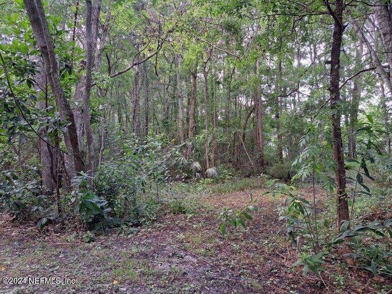 a view of a forest that has large trees