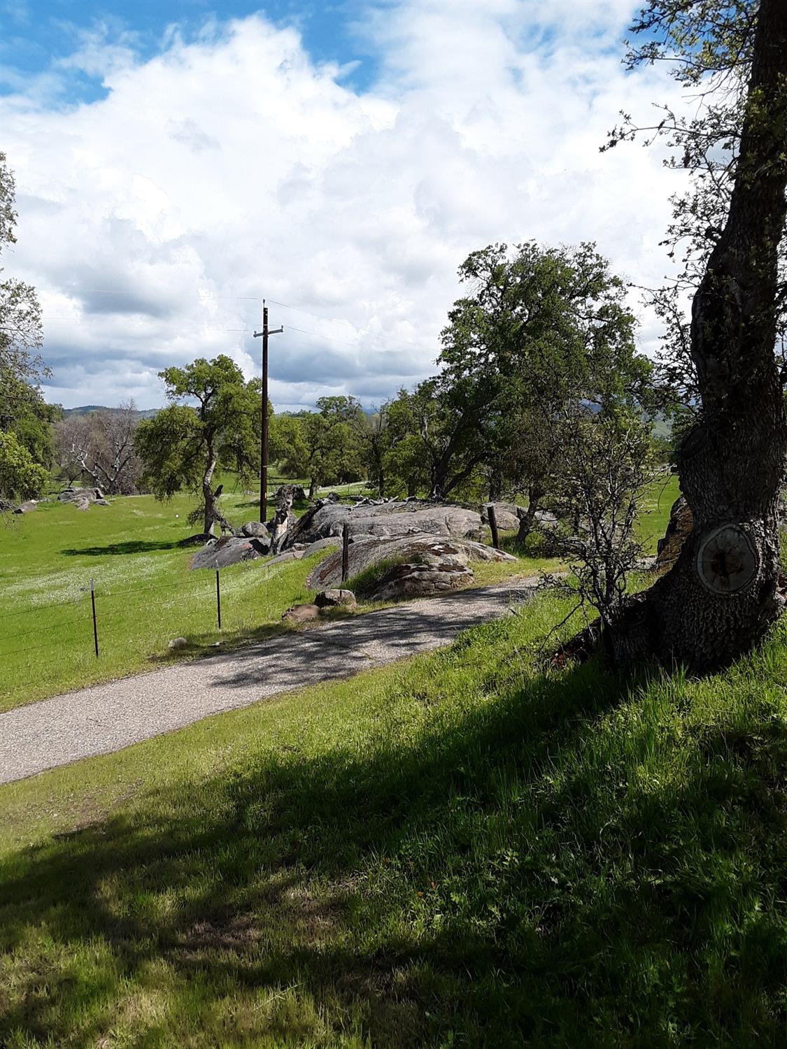 a view of a park with large trees