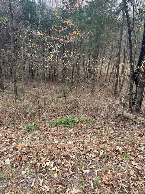 a view of a yard with a tree