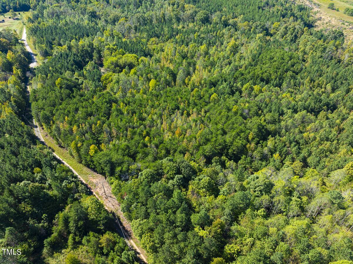 a view of a lush green forest with a tree