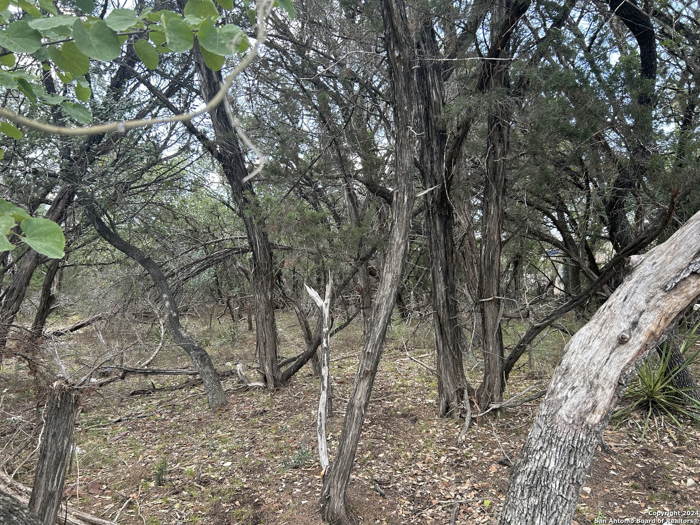 a view of a forest