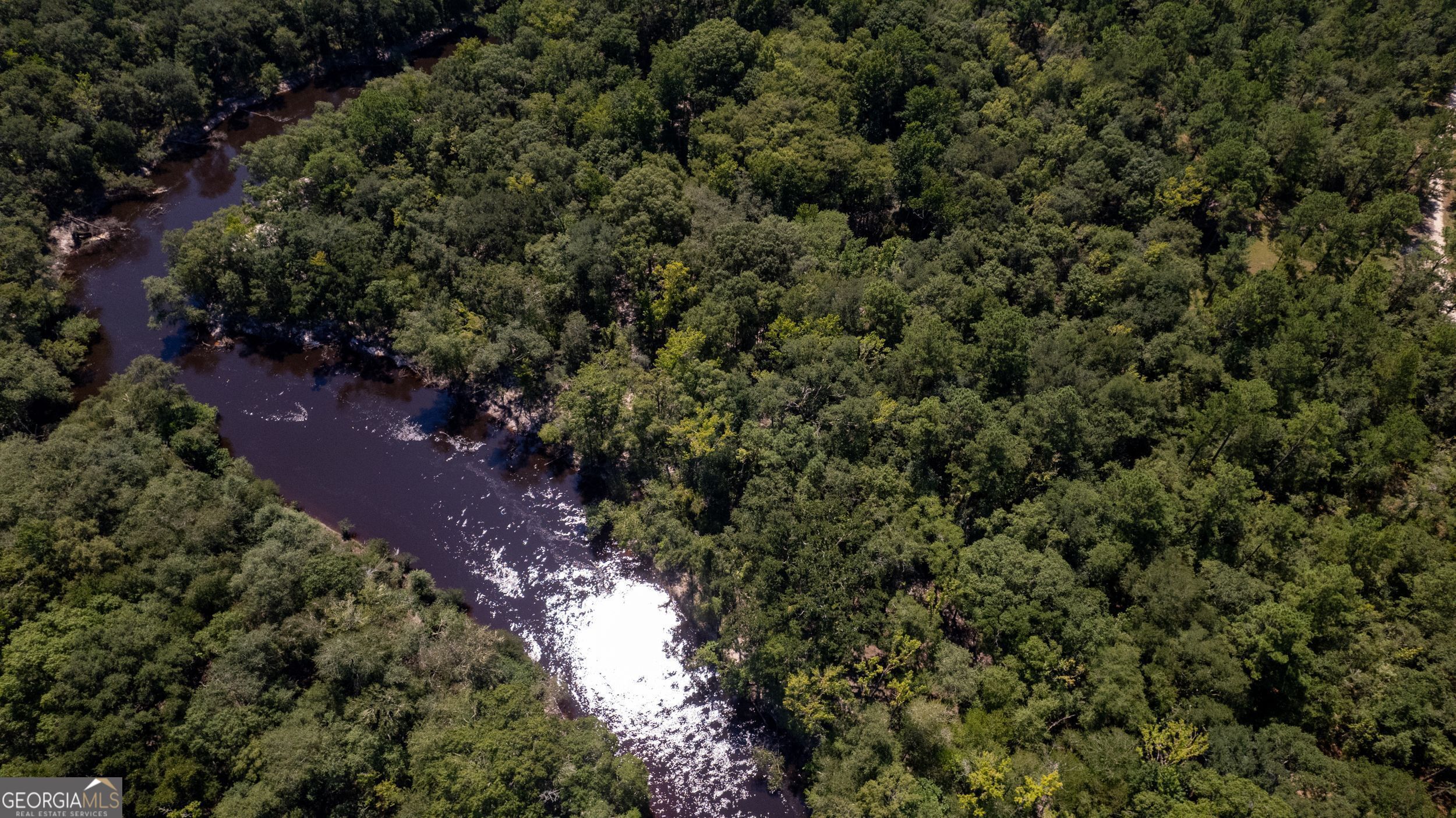 a view of a forest with a tree