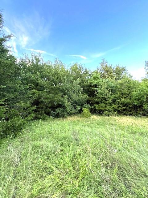 a view of a yard with an tree