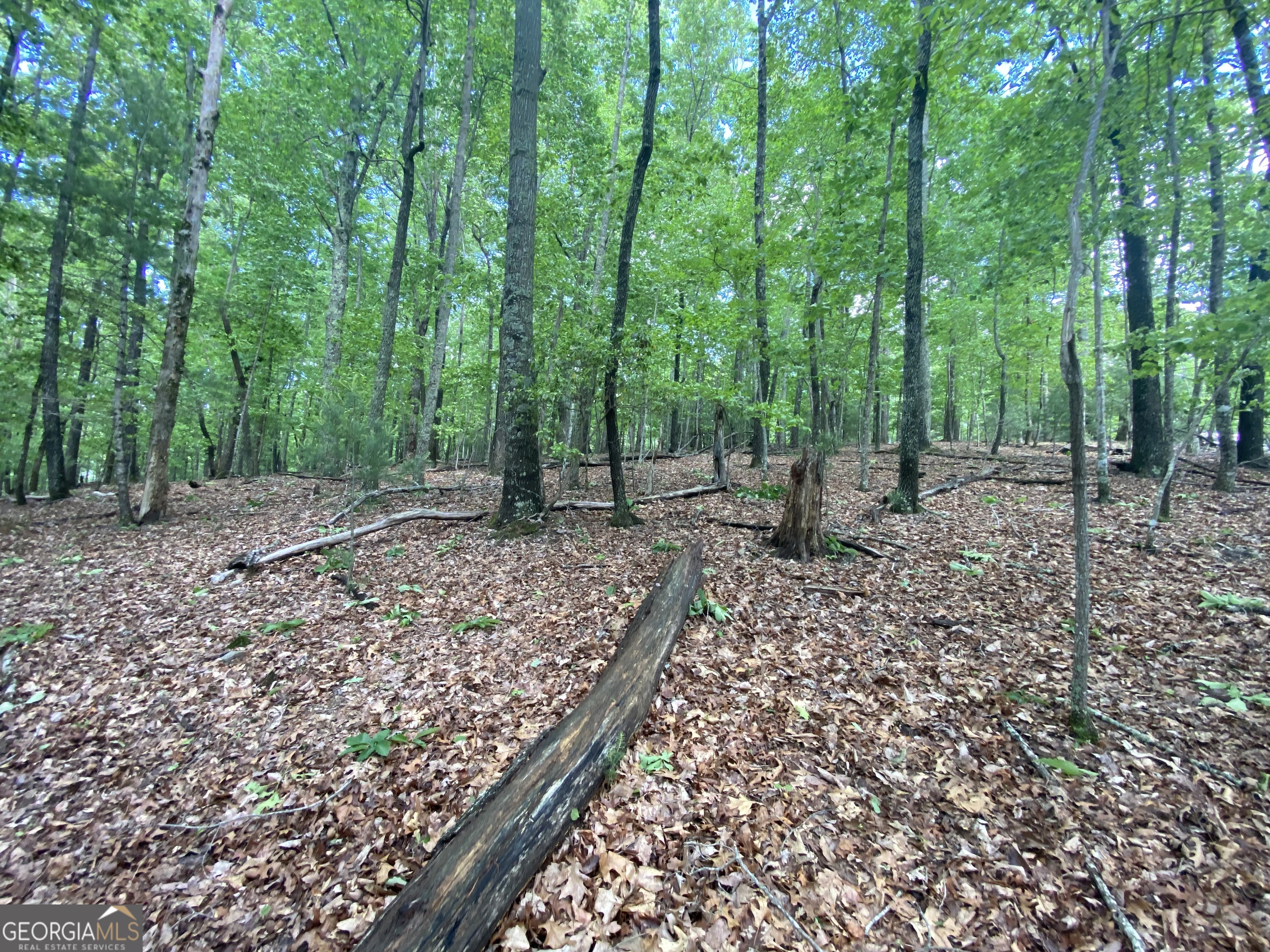 a view of outdoor space with lots of trees