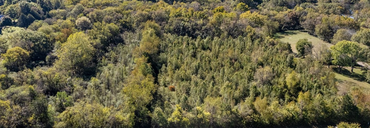 a view of a forest