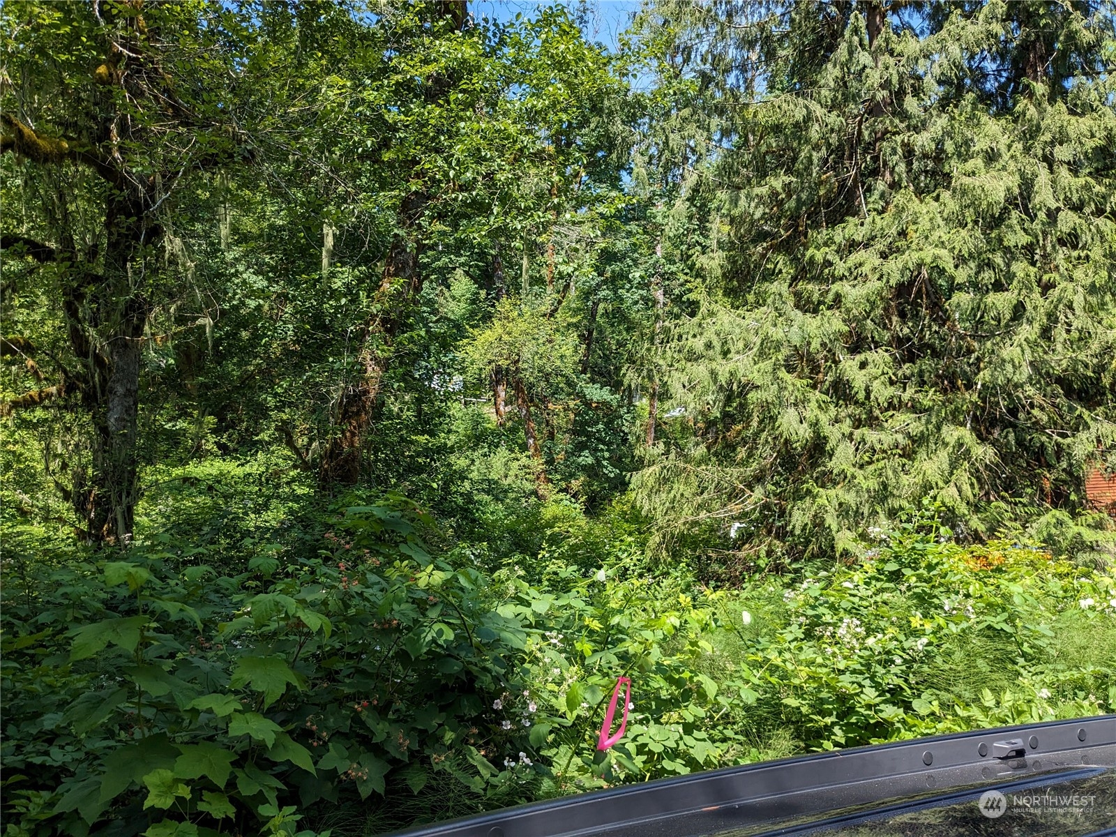 a view of a yard with plants