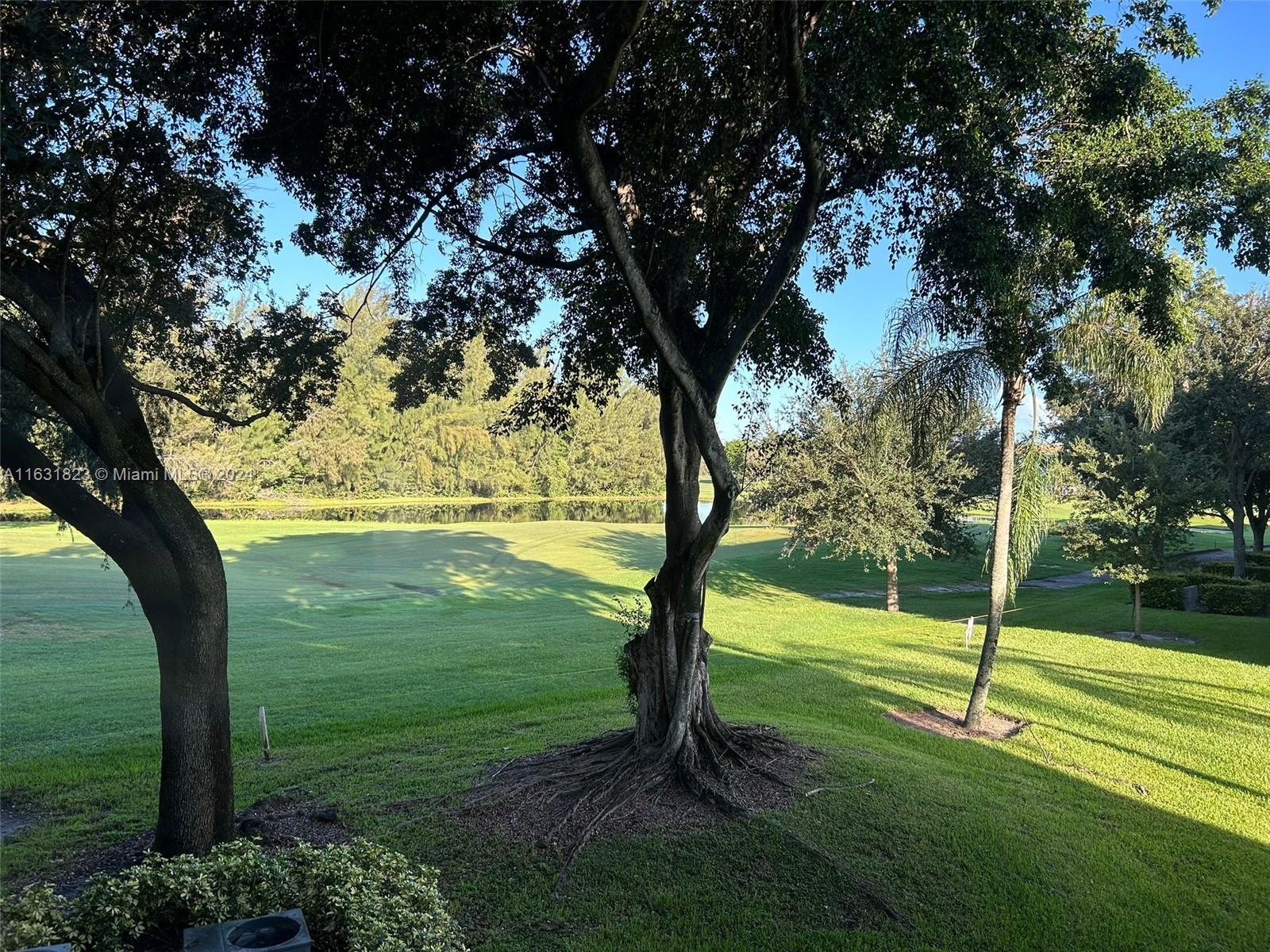 a view of a trees in a yard