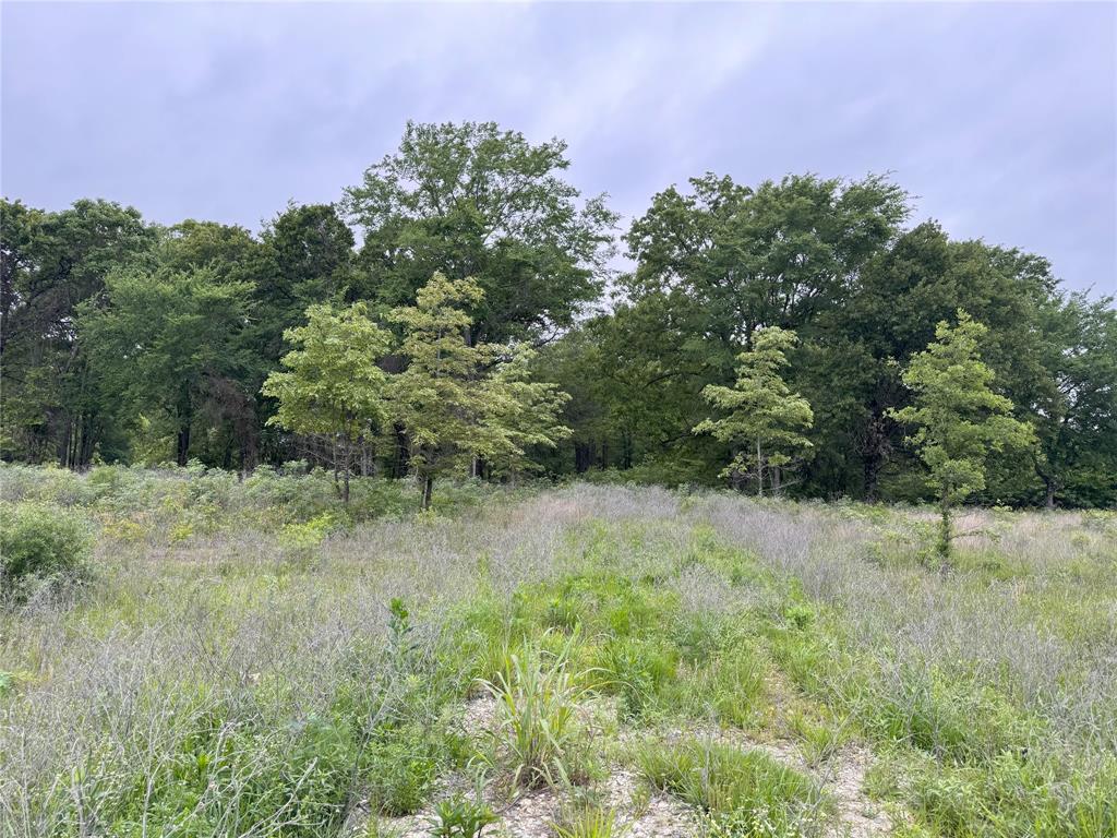 a view of a yard with a tree