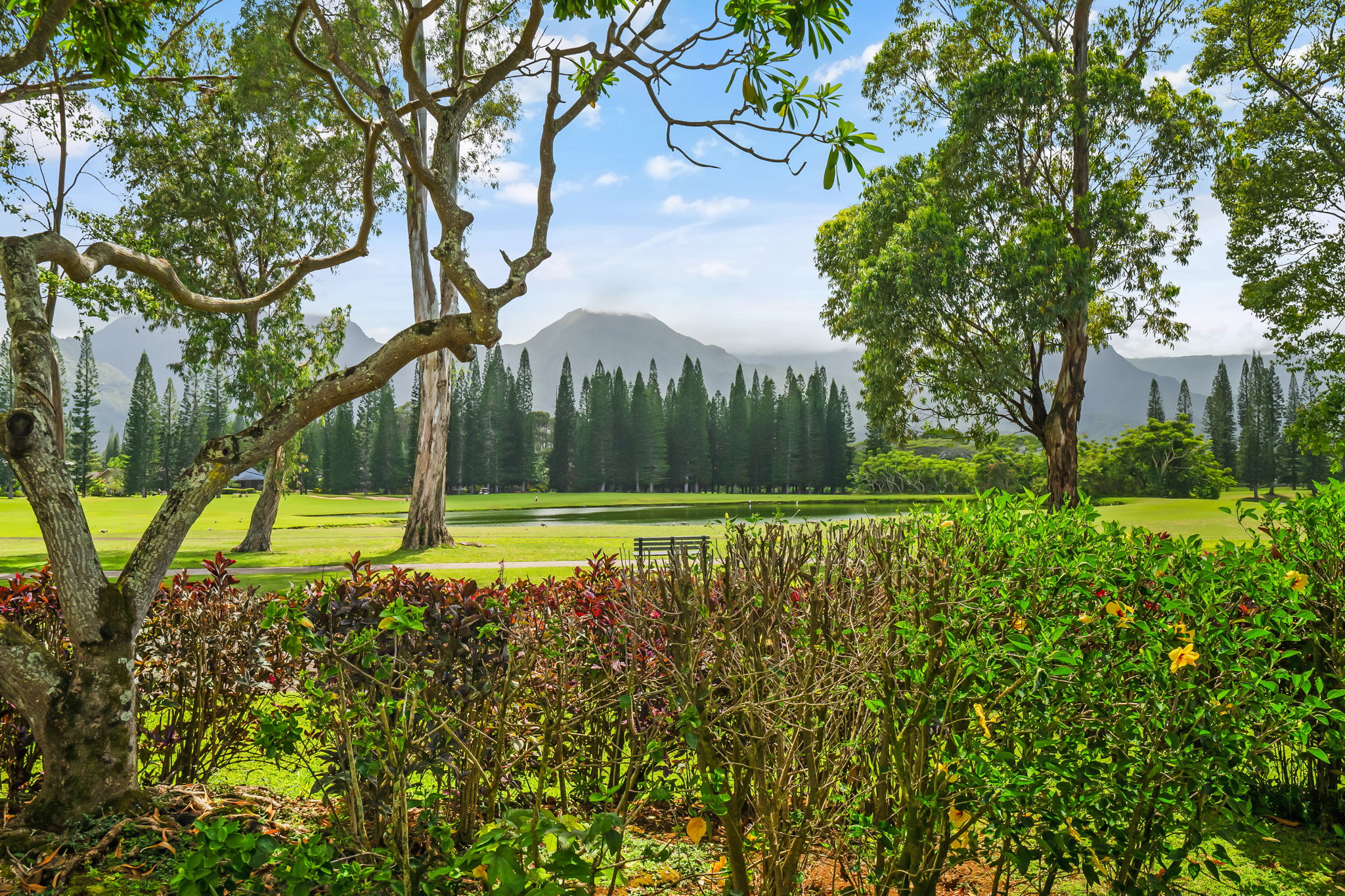 a view of a park with a large trees