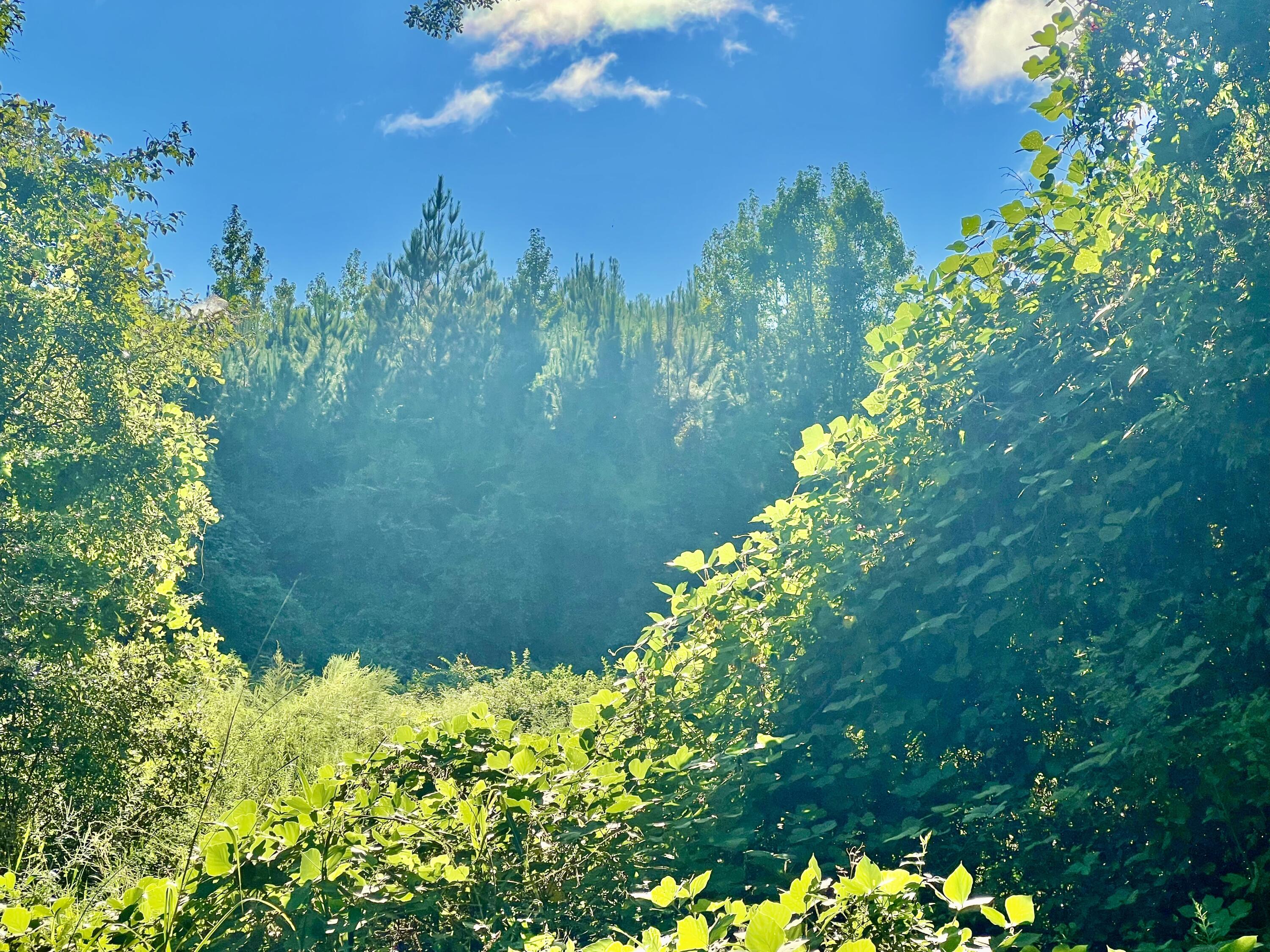 a view of a garden