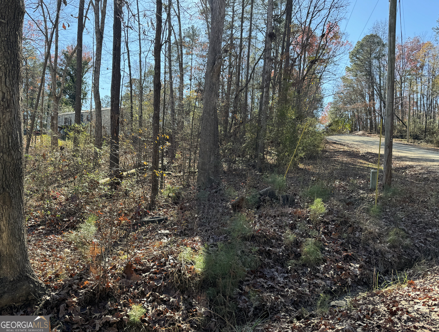 a view of a forest with trees