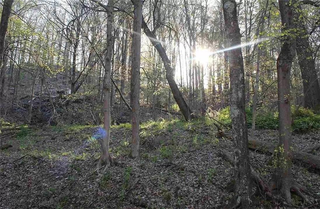 a view of a forest that has large trees