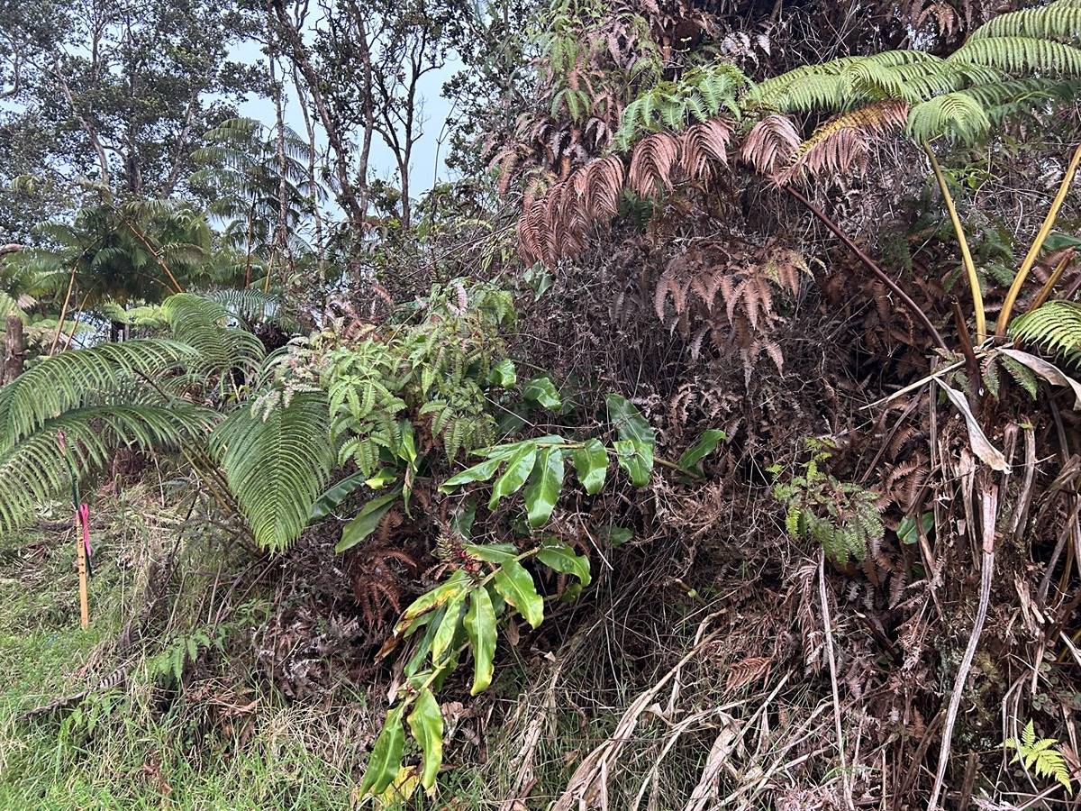 LUSH VEGETATION COVERS THIS PARCEL, LOCATED IN UPPER PUNA DISTRICT, HAWAII BIG ISLAND.