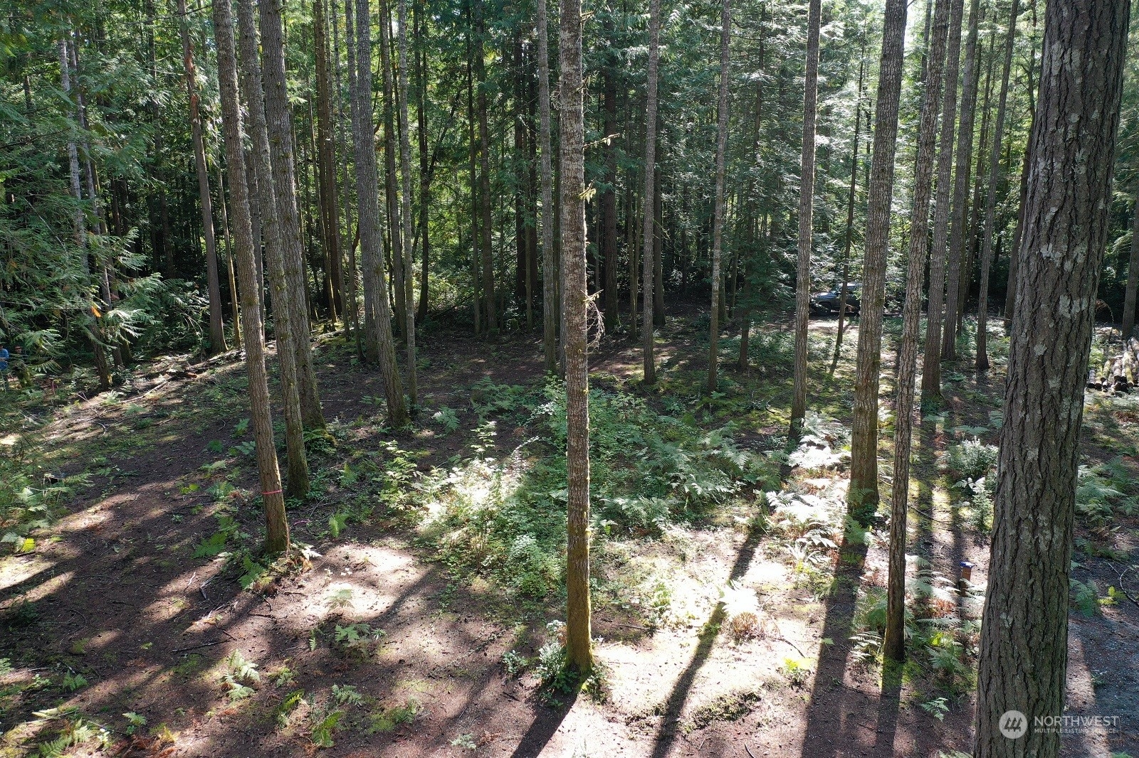 a view of a forest