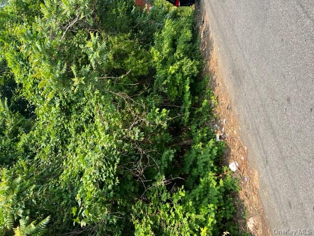 a view of a yard with plants and trees