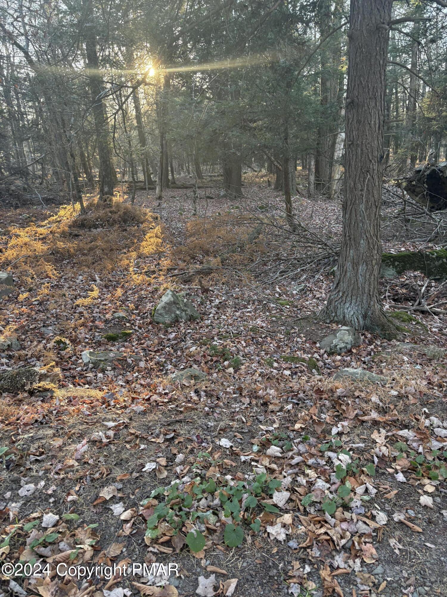 a view of a yard with trees