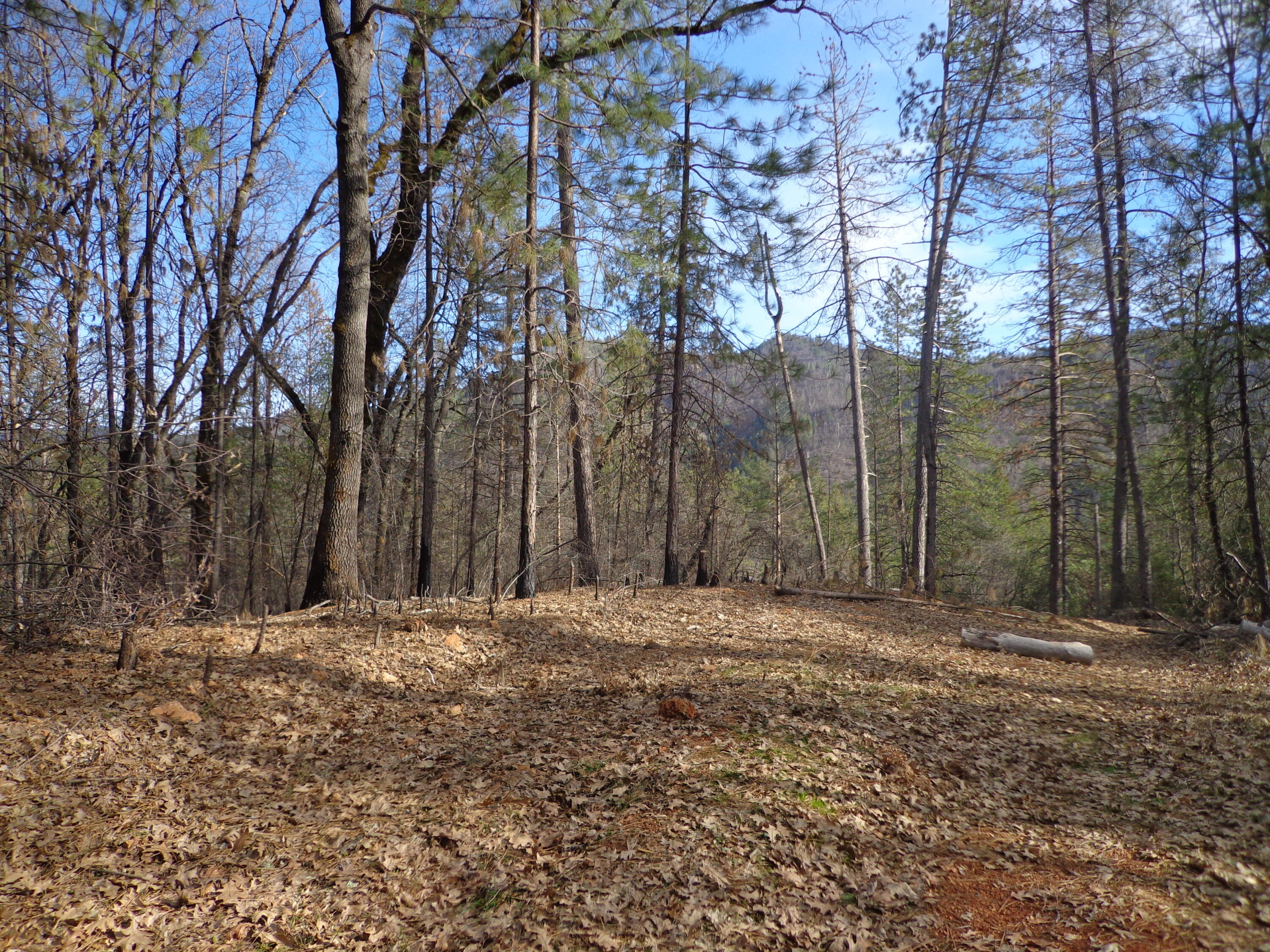 a view of outdoor space with trees