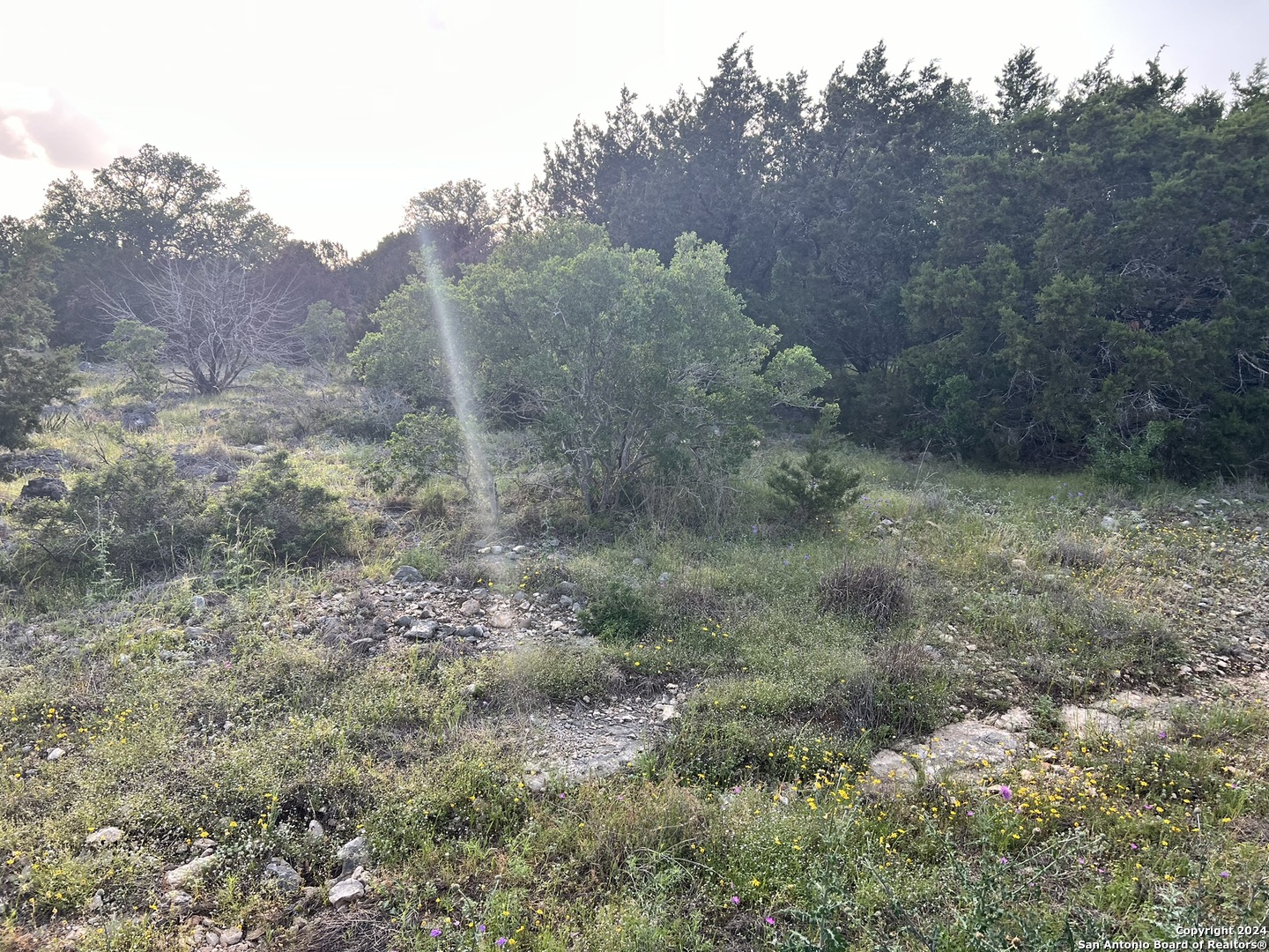 a view of a dry yard with trees