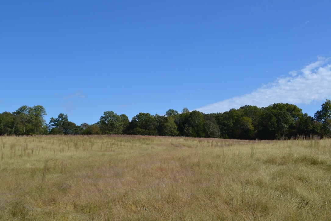 a view of a field with trees in the background