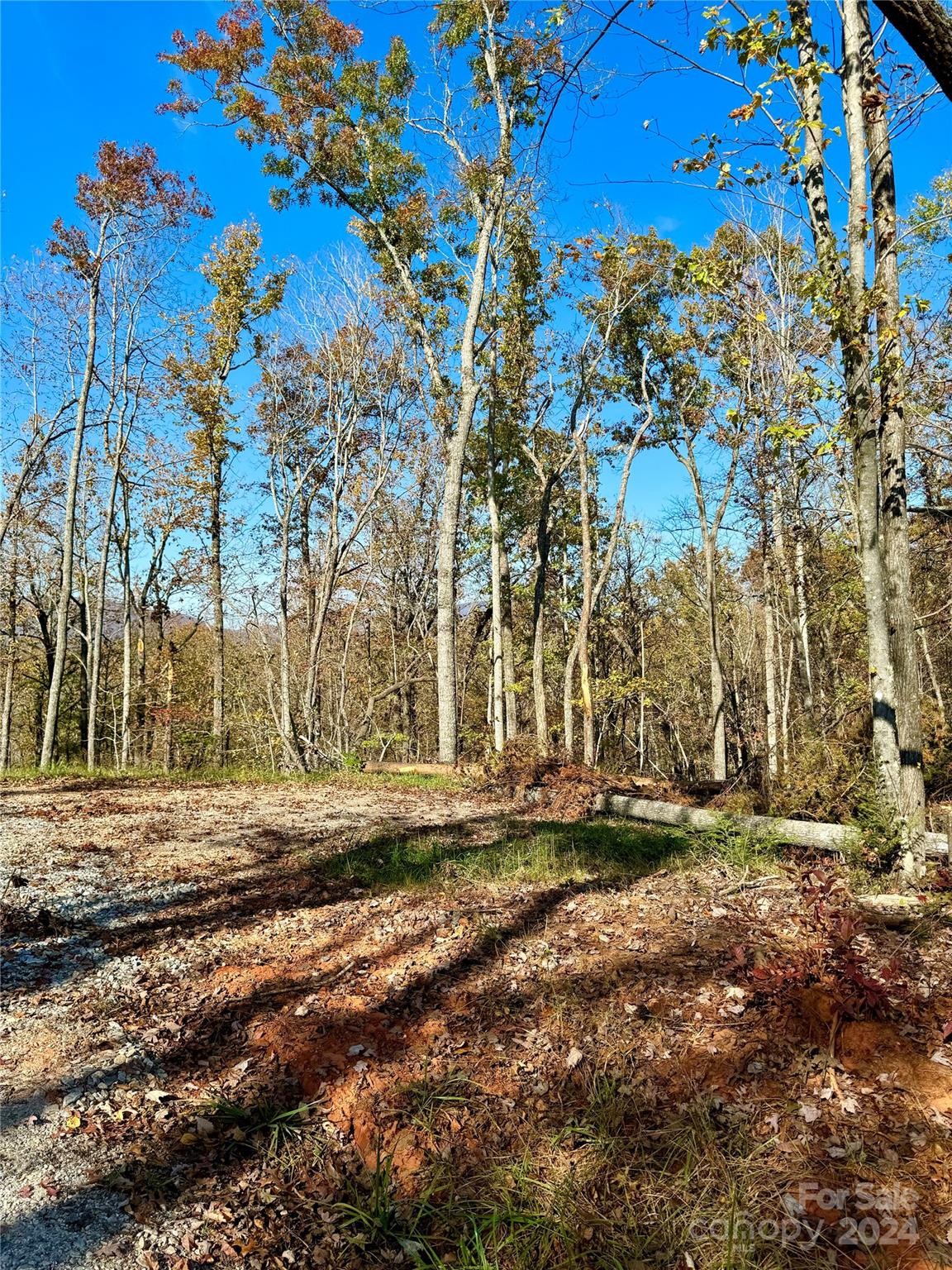 a view of a yard with trees