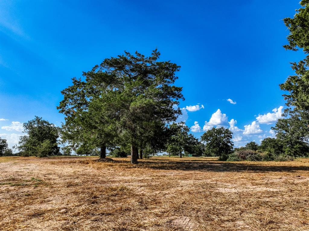 a view of a yard