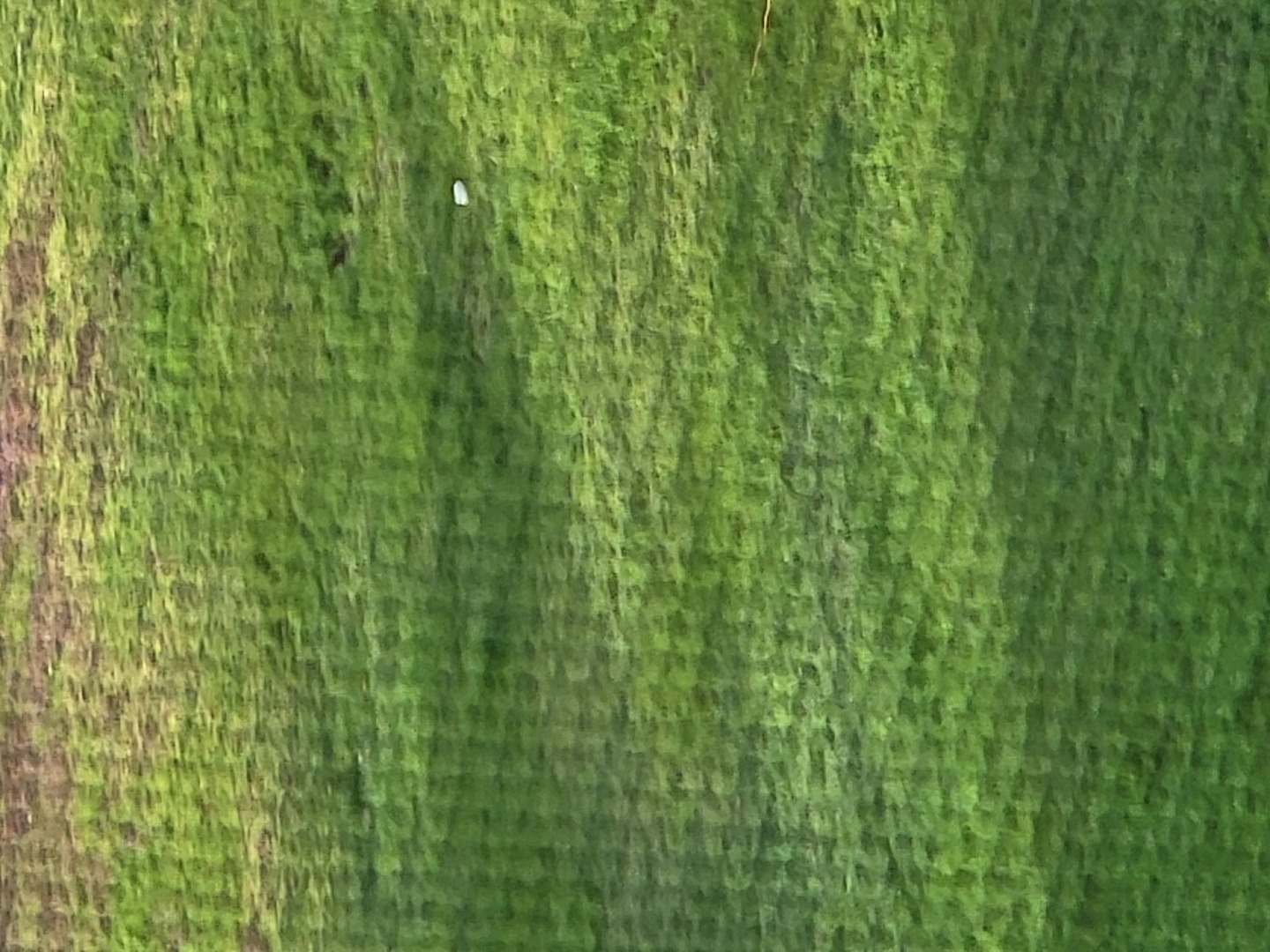 a close up of a lush green space