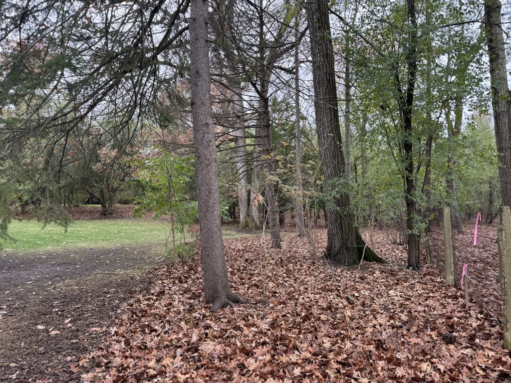 a view of a yard with lots of trees