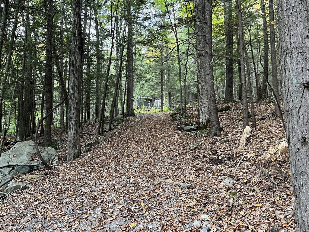 a view of a forest with trees