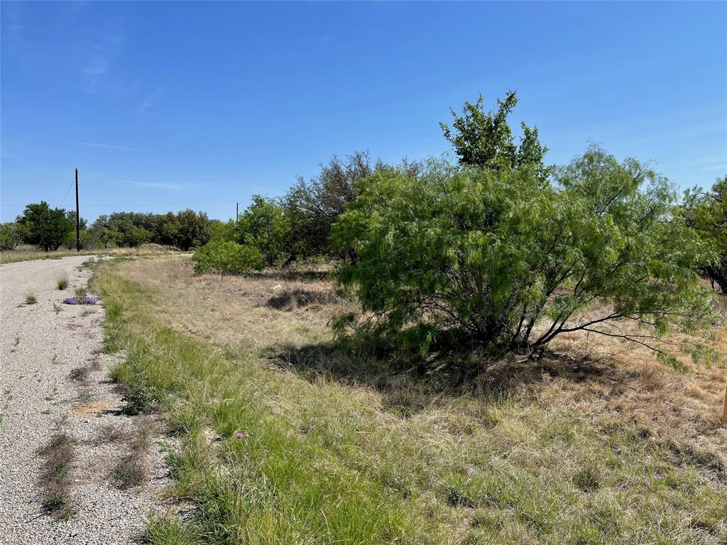 a view of a yard with plants and a tree