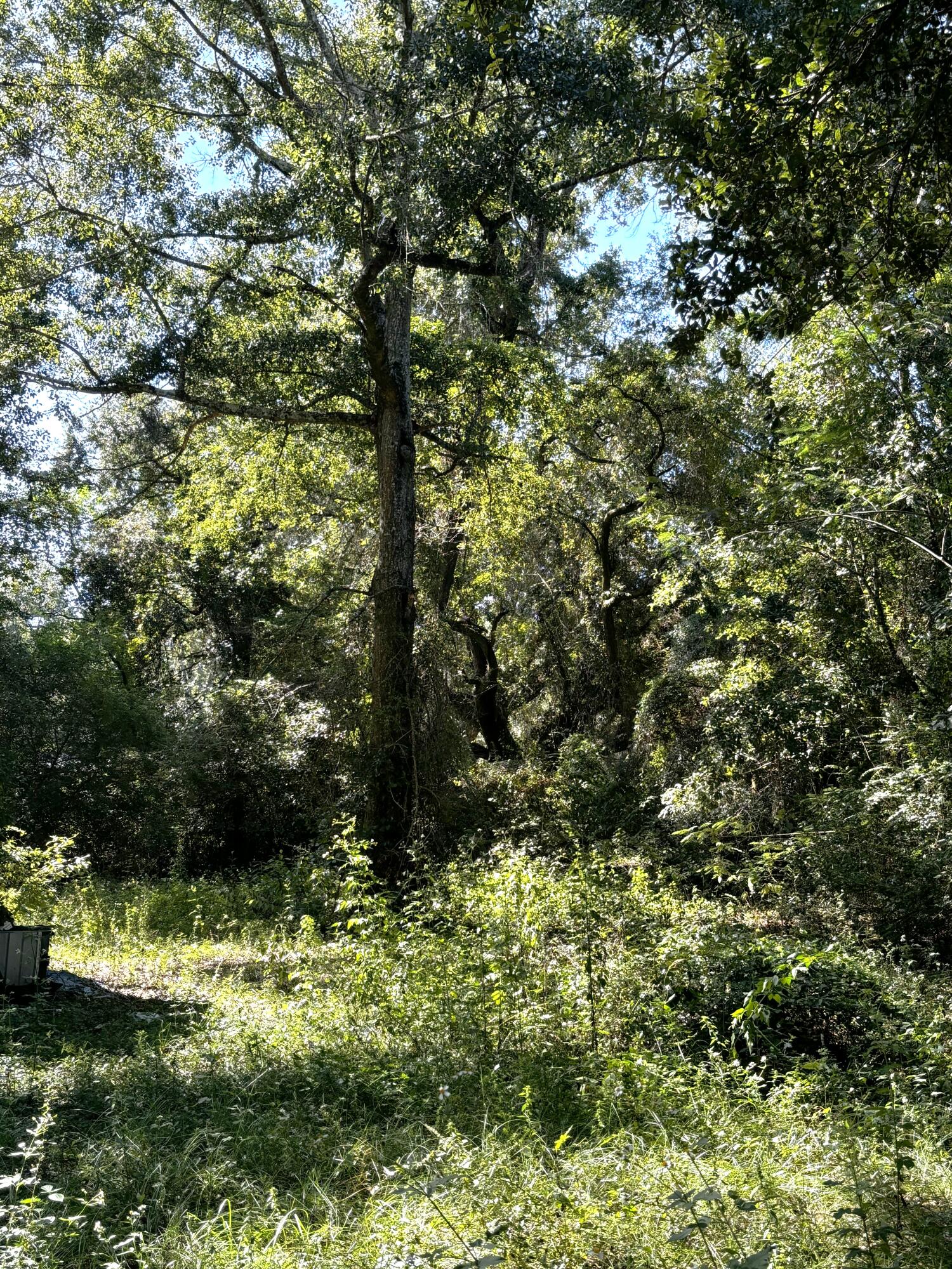 a view of a yard with plants and a bench