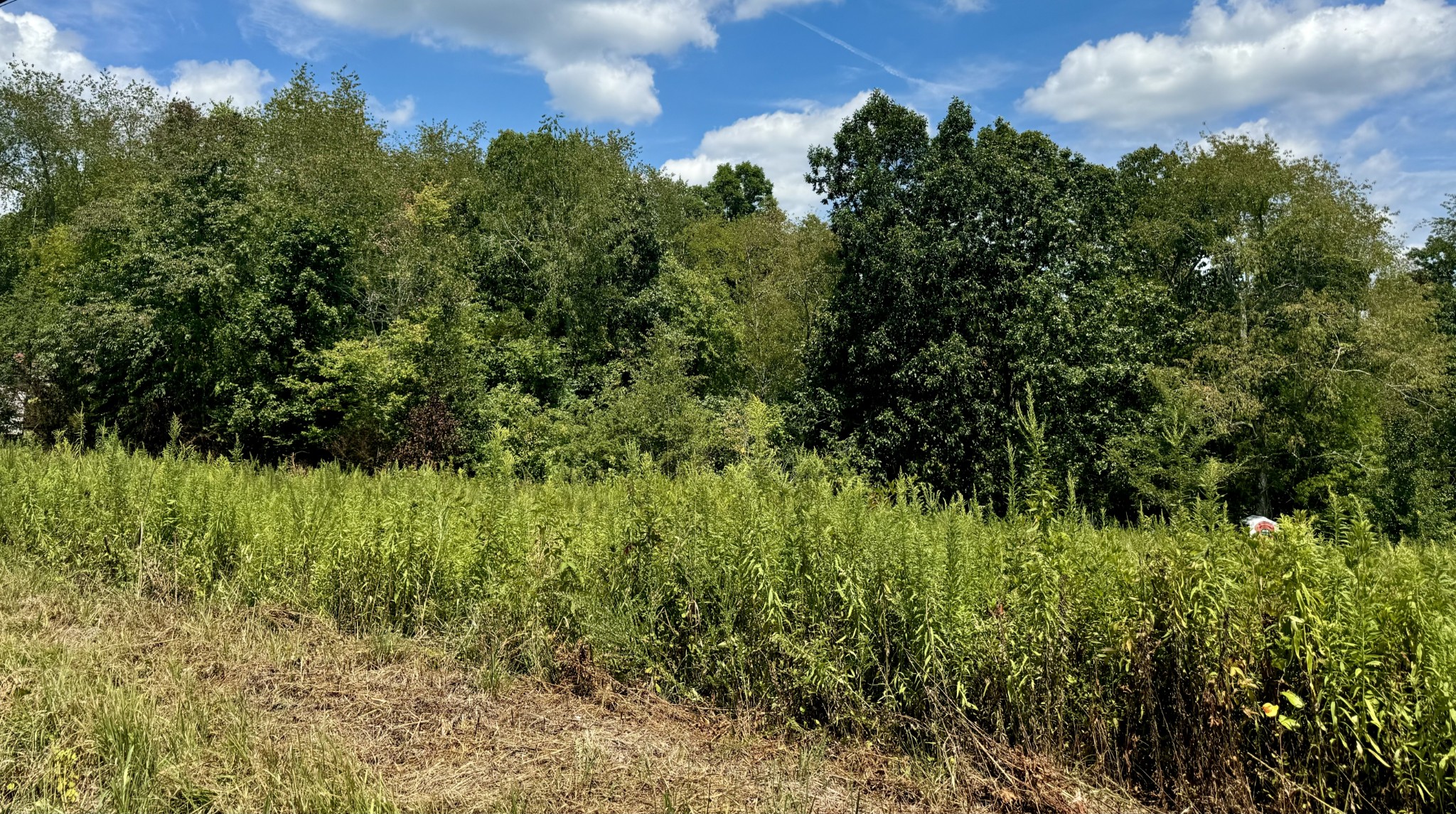 a view of a garden