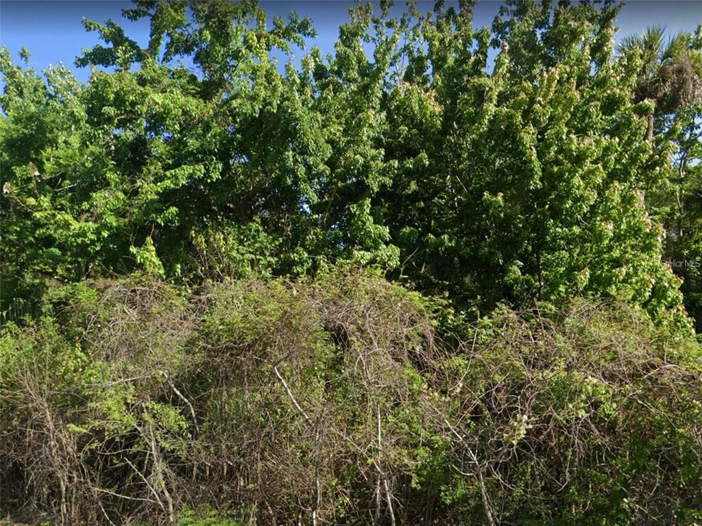 a view of a lush green forest