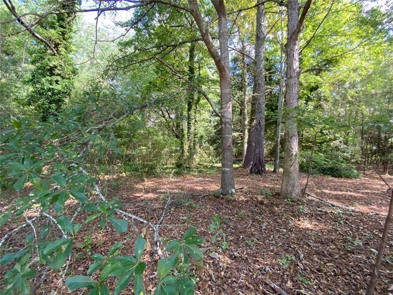 a view of a forest with trees