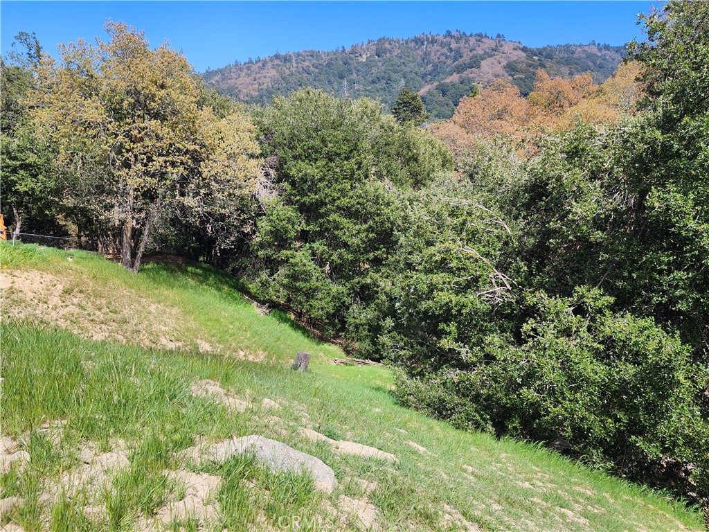 a view of a lush green forest with trees and flowers