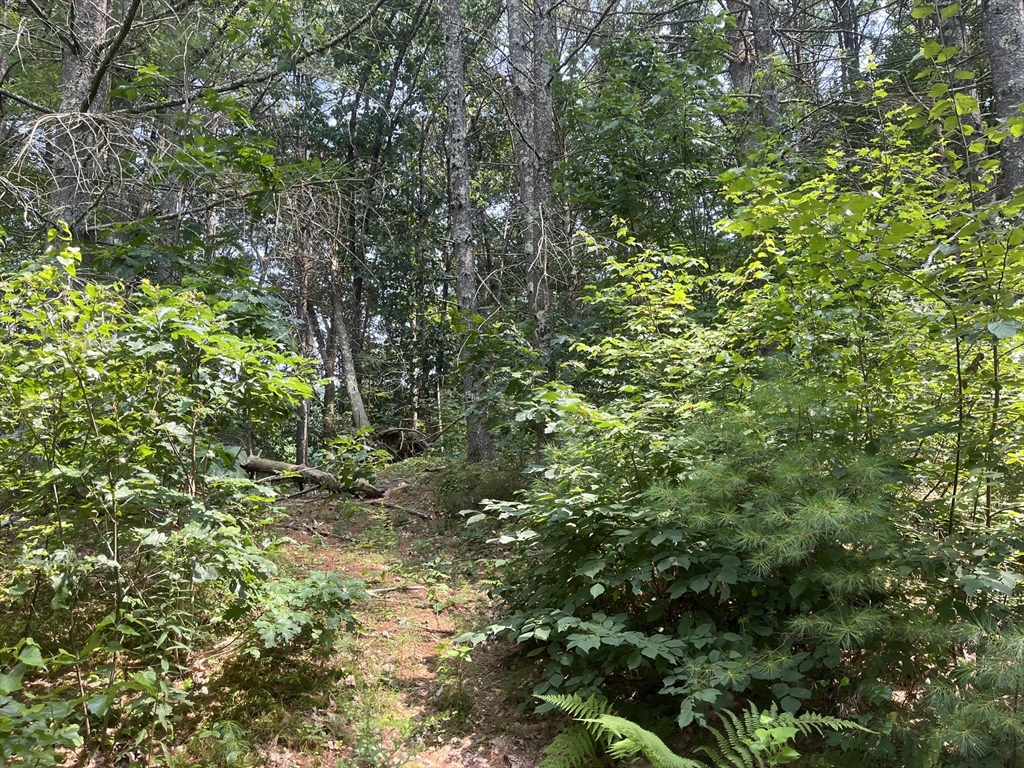 a view of a lush green forest