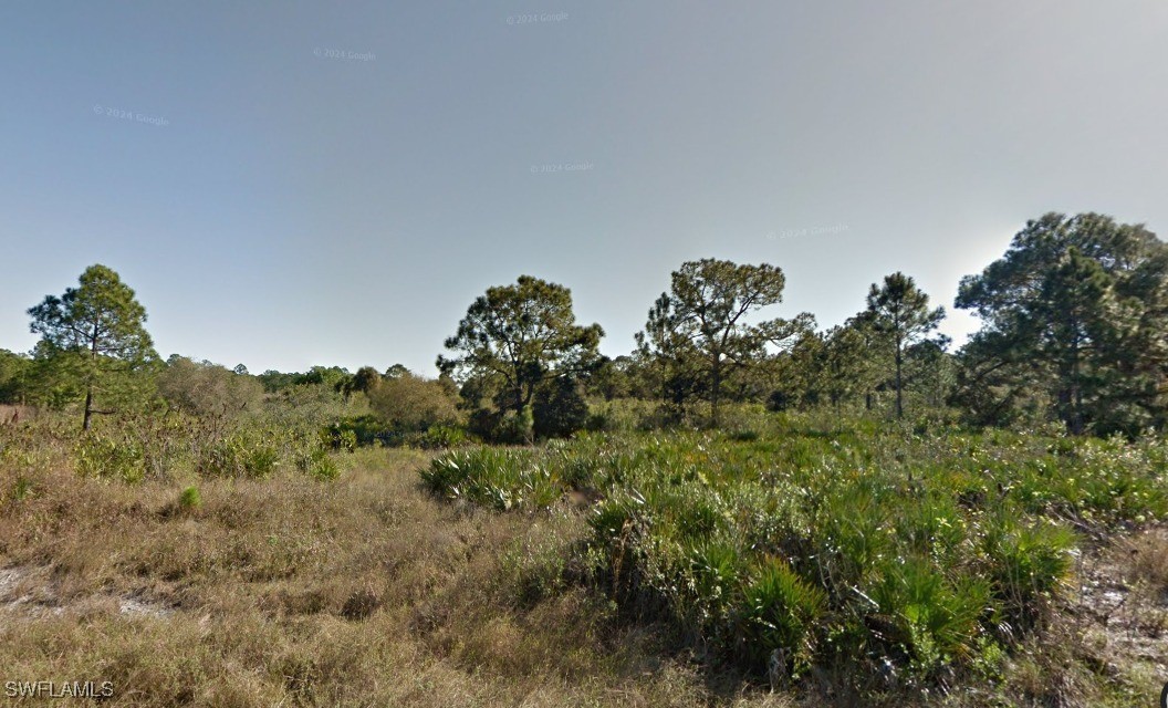 a view of a large trees with lots of trees