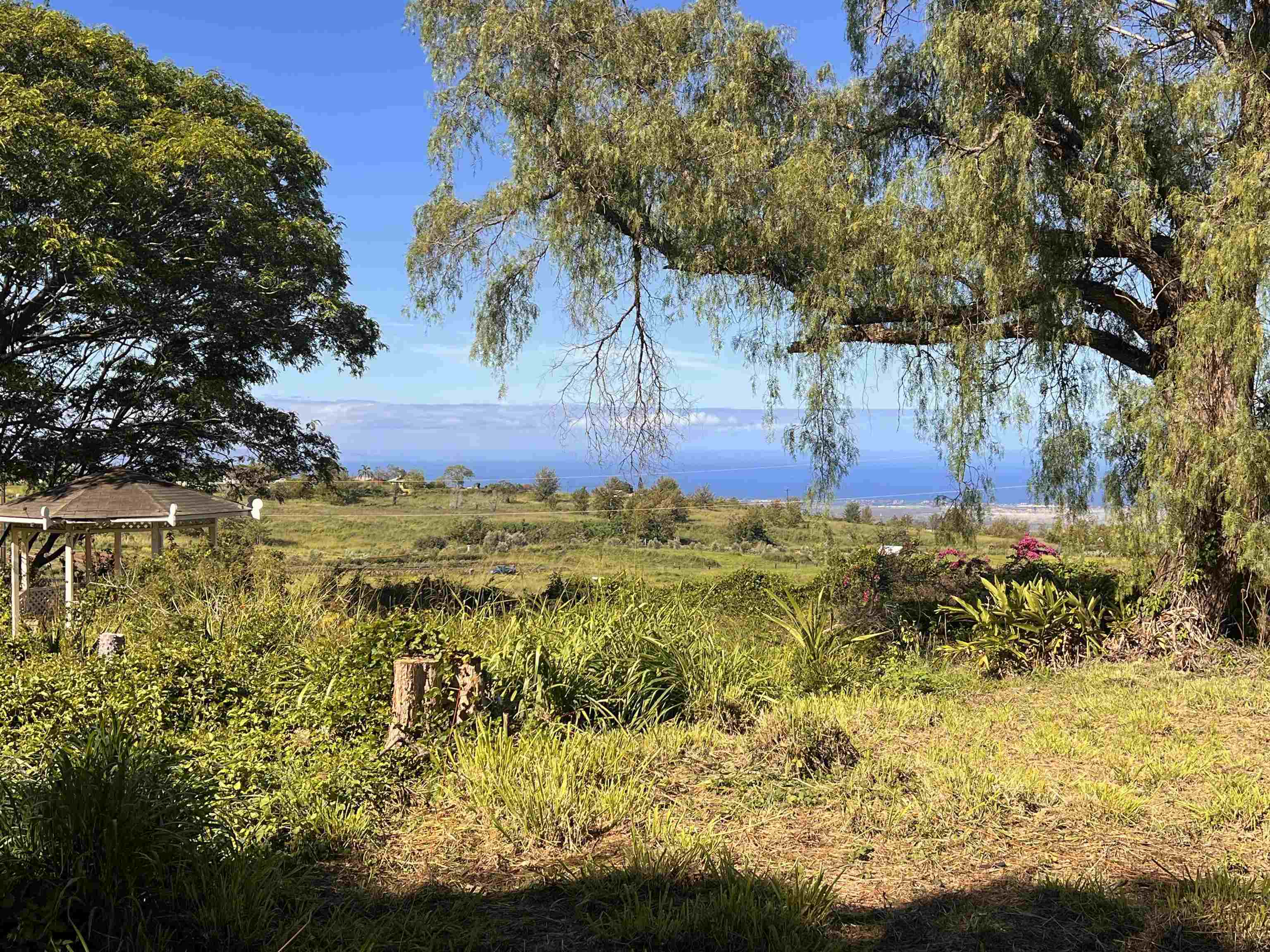 a view of yard along with trees