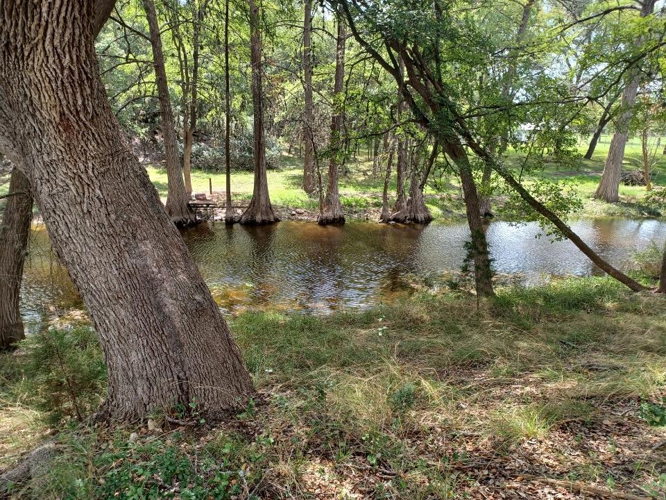 a view of a large yard with large trees