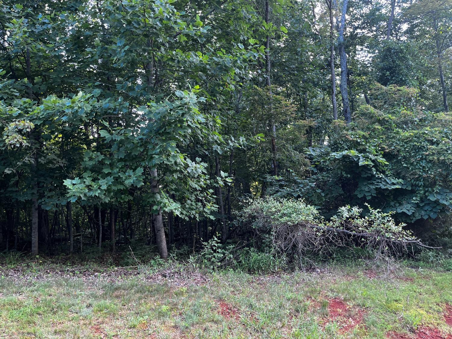 a view of backyard with green space