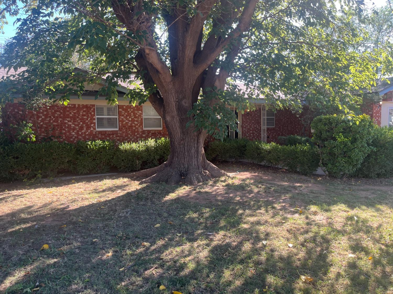 a view of a yard with plants and a large trees