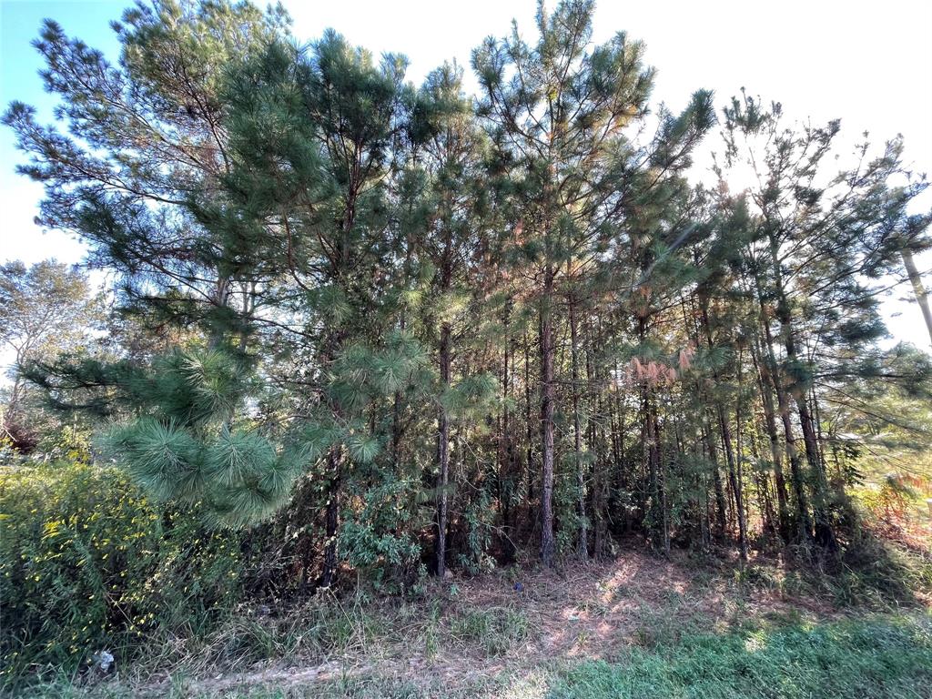 a view of a forest with trees in the background