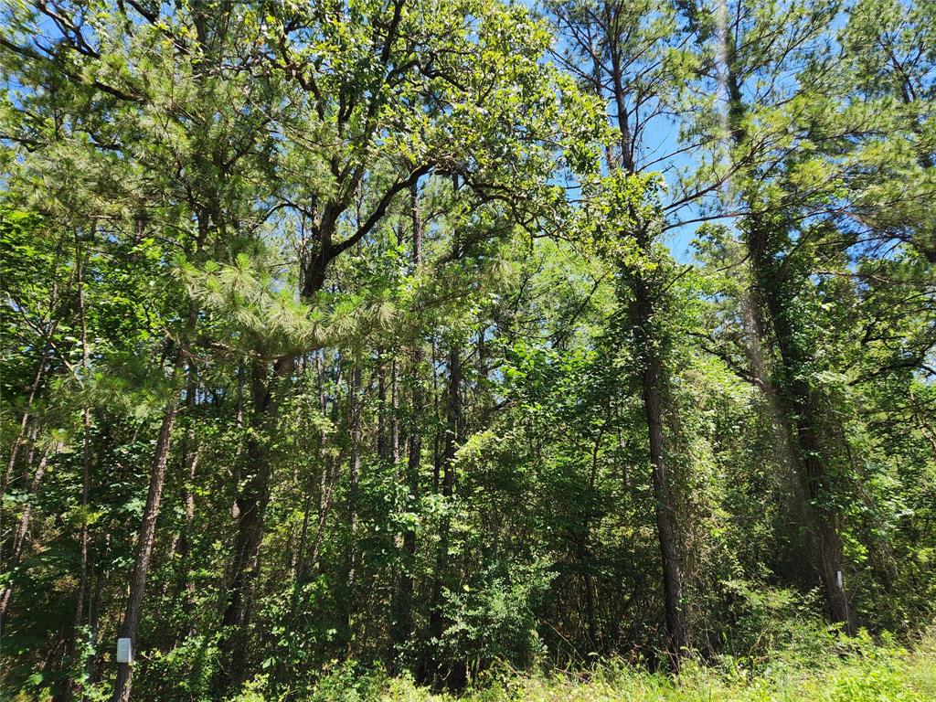 a view of a lush green forest