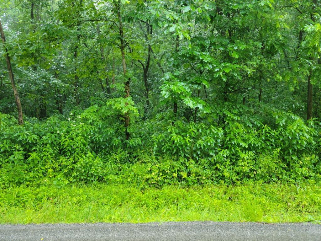 a view of a lush green forest