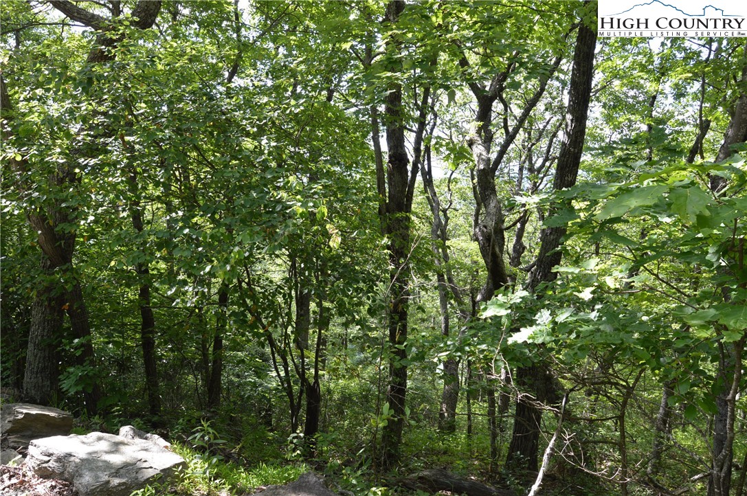 a backyard of a house with large trees