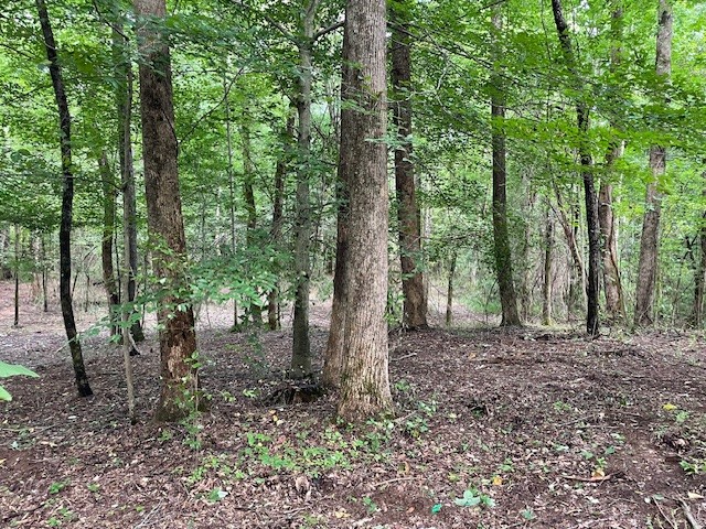 a view of a forest with trees in the background